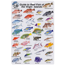 Virgin Islands Fish I.D. Card Picture