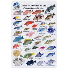 Cayman Islands Fish I.D. Card Picture