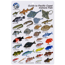Pacific Inshore Coast Fish I.D Picture