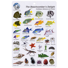 Beachcombers Delight Fish I.D. Picture