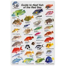 Aqua Red Sea Fish I.D. Card Picture