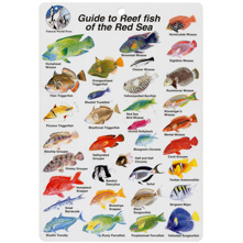 Red Sea Fish I.D. Card Picture