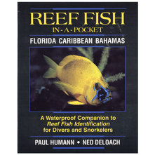 Reef Fish In-A-Pocket, Florida Picture