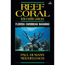 Reef Coral ID Florida Caribbea Picture
