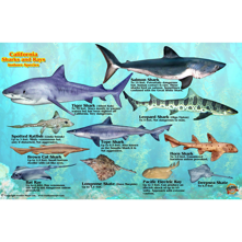 Franko Maps California Shark a Picture