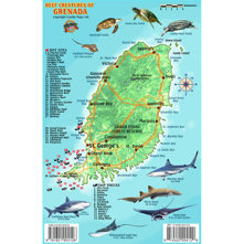 Franko Maps Grenada Reef Creat Picture