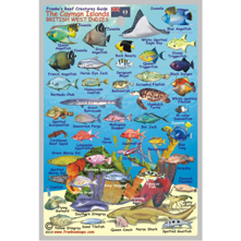 Franko Maps, Cayman Islands Mi Picture