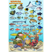 Franko Maps Bermuda Mini Fish Picture