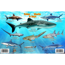 Franko Maps Palau Shark and Ra Picture