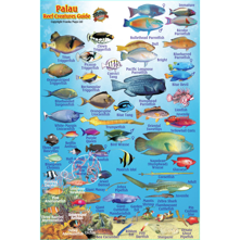 Franko Maps Palau Mini Fish ID Picture