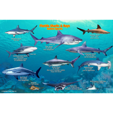 Franko Maps Florida Shark and Picture