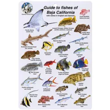 Fish I.D. Card for Fishes of B Picture