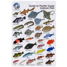 Pacific Inshore Coast Fish I.D Picture