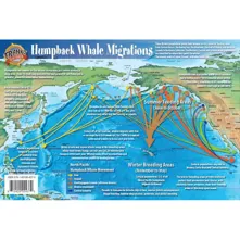 Franko Maps Pacific Humpback W Picture