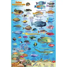 Franko Maps Palau Mini Fish ID Picture