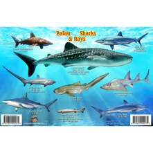 Franko Maps Palau Shark and Ra Picture