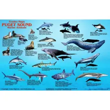 Franko Maps Puget Sound Marine Picture