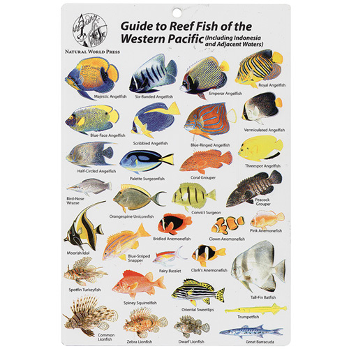Western Pacific - Indonesia and Adjacent Waters, Fish Card