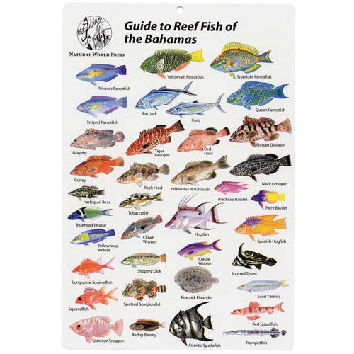 Bahamas Fish I.D. Card