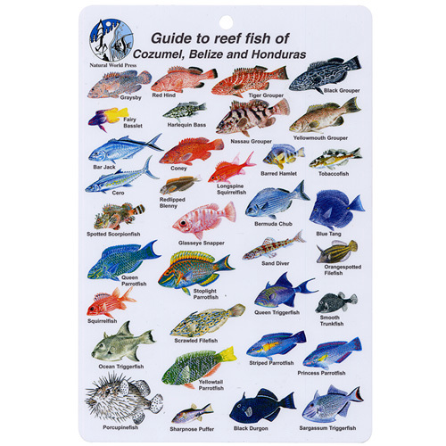 Honduras ID Card Travel 6x9 NEW B206 Belize Guide to Reef Fish Cozumel 