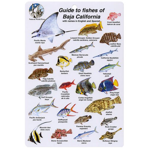 Fish I.D. Card for Fishes of Baja California