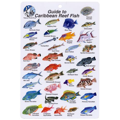 Fiji Reef Creatures Guide Laminated Fish Identification Card 4" x 6" 