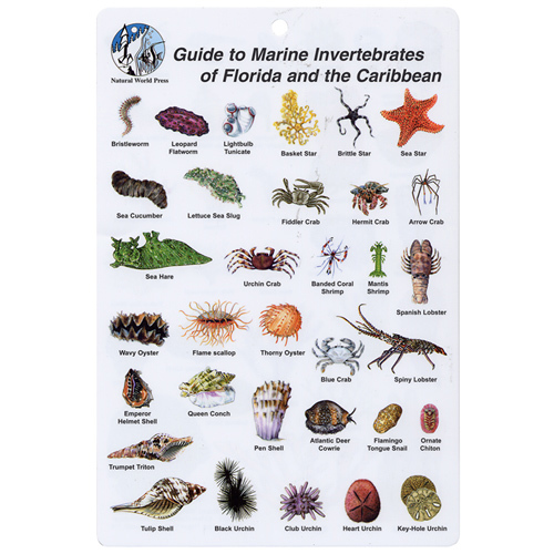Marine Invertebrates List