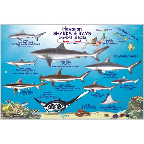Monterey Bay Area Sharks & Rays Franko Maps Laminated Fish Card 