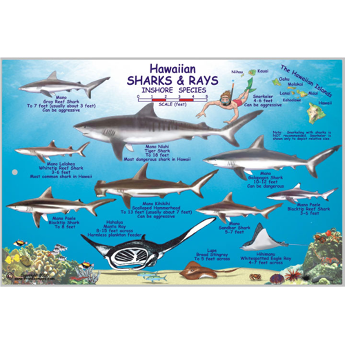 Monterey Bay Area Sharks & Rays Franko Maps Laminated Fish Card 