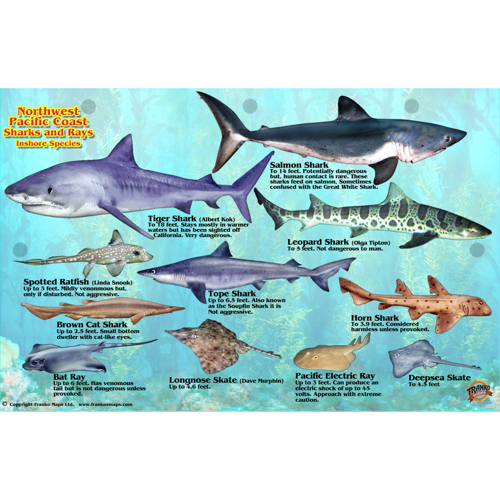 Franko Maps Pacific Northwest Sharks & Rays ID-Card