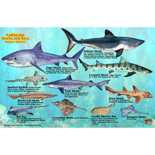 Franko Maps California Shark and Rays Fish ID-Card