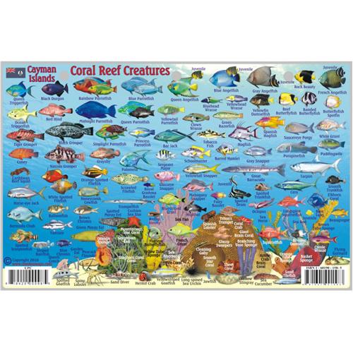 Cayman Brac Dive Map & Reef Creatures Guide Waterproof Fish Card Franko Maps 