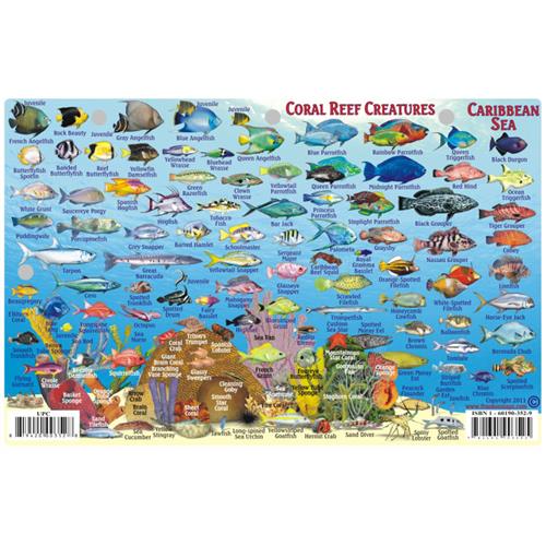 Martin & St St Maarten Dive Map & Reef Creatures Laminated ID Card Franko Maps 