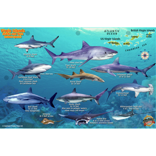 Franko Maps Virgin Islands Shark and Rays Fish ID-Card