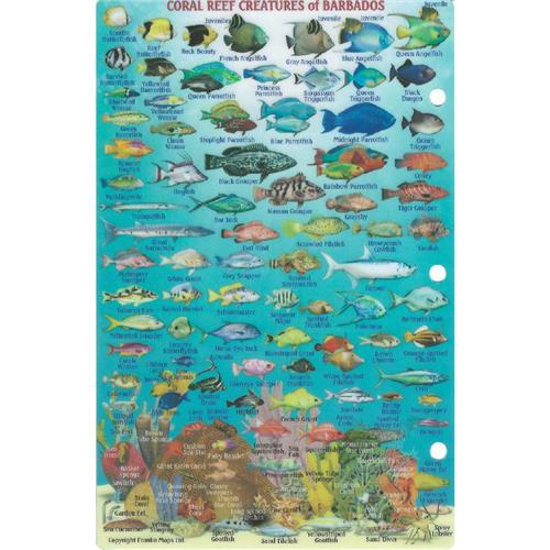 Grenada Dive Map & Reef Creatures Guide Waterproof Fish Card by Franko Maps 