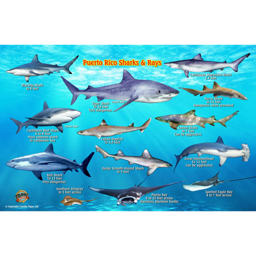 Franko Maps Puerto Rico Shark and Rays Fish ID-Card