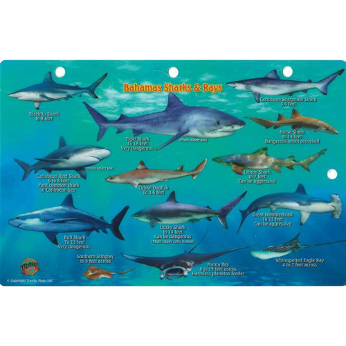 Franko Maps Bahamas Shark and Rays Fish ID-Card