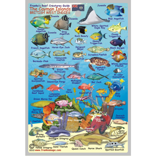 Franko Maps, Cayman Islands Mini Fish ID-Card 34103 - Scuba