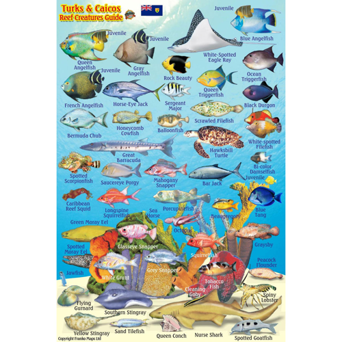Franko Maps Turks & Caicos Mini Fish ID-Card