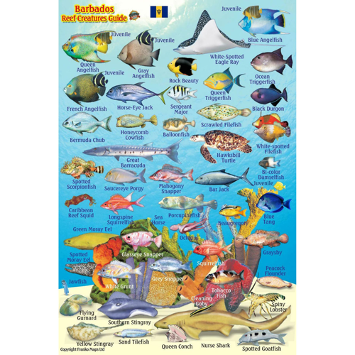 Franko Maps Barbados Reef Creatures Mini Fish ID-Card