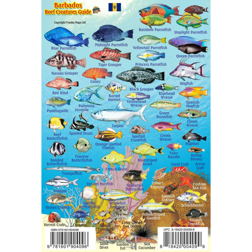Franko Bermuda Reef Creatures Guide Laminated Fish Identification Card 4" x 6" 