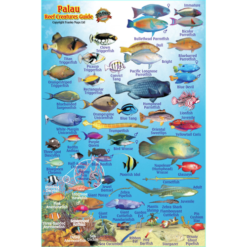 Philippines Mini Fish Card – Franko Maps