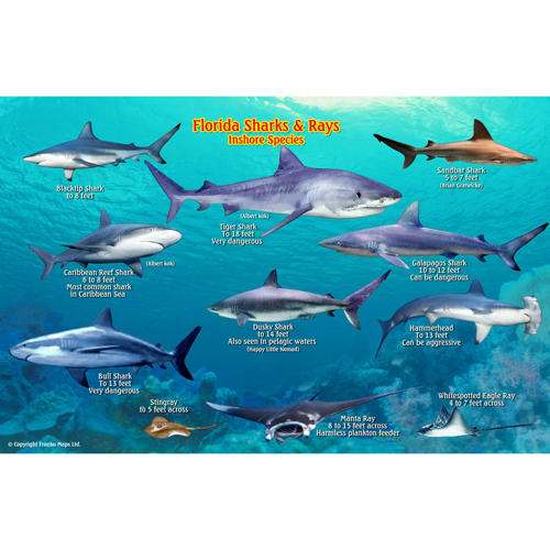Franko Maps Florida Shark and Rays ID-Card
