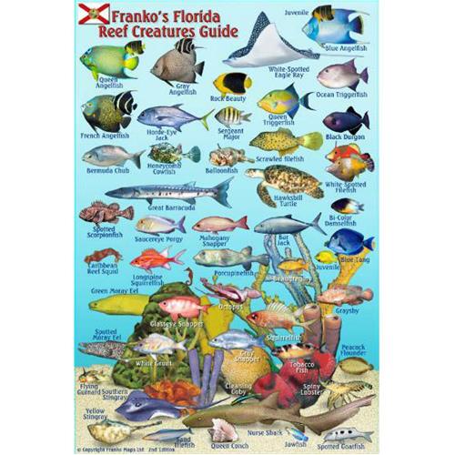 Franko Maps, Florida Mini Fish ID-Card 54101 - Scuba