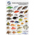 Australia & Fiji Fish I.D. Card 
