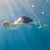 Finis Long Floating Fins: Picture 3 thumbnail
