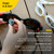 Finis Smart Goggle Max Kit: Picture 4 thumbnail