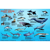 Franko Maps Puget Sound Marine Animals ID-Card 