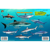 Frankos Maps Franko Maps Puerto Rico Shark and Rays F...: Picture 2 thumbnail