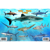 Frankos Maps Franko Maps Palau Shark and Rays Fish ID...: Picture 1 thumbnail